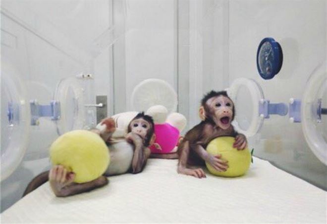 Risultati immagini per scimmie clonate