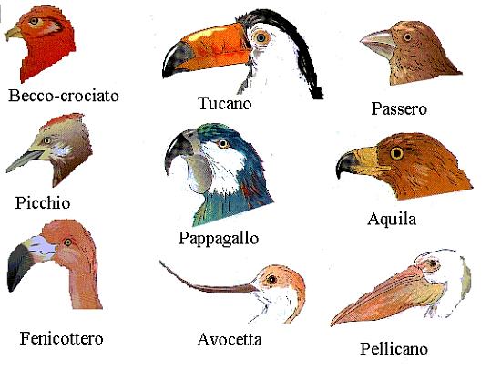 Scienz Scuola Il Regno Animale Classificare E Confrontare Per Approfondire Fare Scienza Nella Terza Primaria