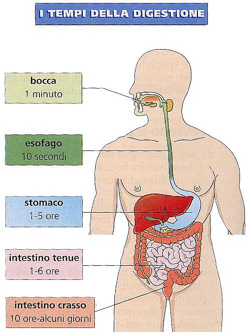 Scienz Scuola Sistema Digerente Il Viaggio Del Cibo Fare Scienza Nella Quarta Classe Primaria