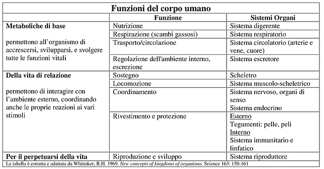 Scienz Scuola Conoscere Il Proprio Corpo Fare Scienza A Scuola Introduzione Alla Anatomia E Fisiologia Del Corpo Umano