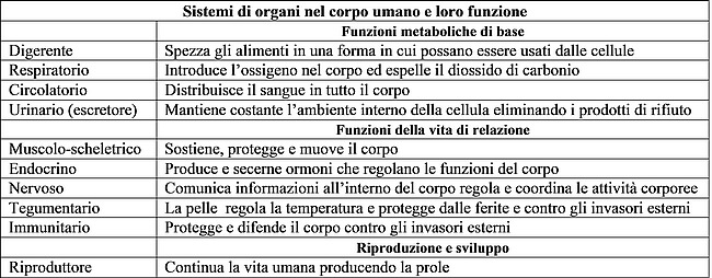 Scienz Scuola Conoscere Il Proprio Corpo Fare Scienza A Scuola Introduzione Alla Anatomia E Fisiologia Del Corpo Umano