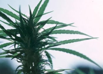 Marijuana_Foglie_Lapresse