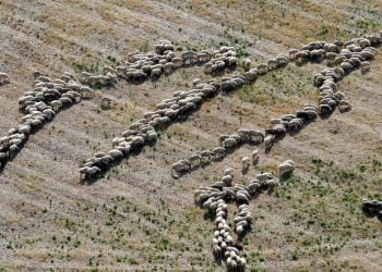 pecore_roma_capitale_raggi_tosaerba_lapresse_2018