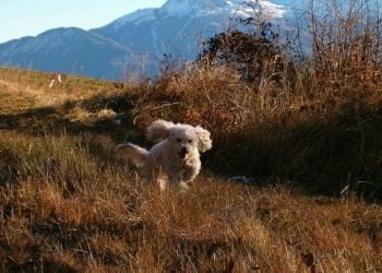 Due_cani_uniti_in_matrimonio