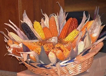 Occhipinti_67_00_apertura-mais_720x495_ok