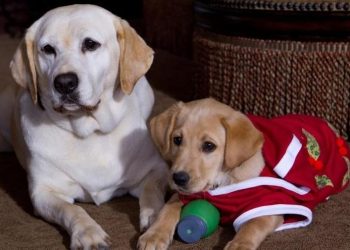 Zeus_Natale_California_Web