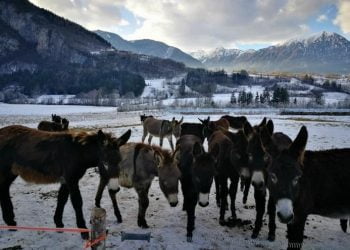 asina_agrilife_facebook