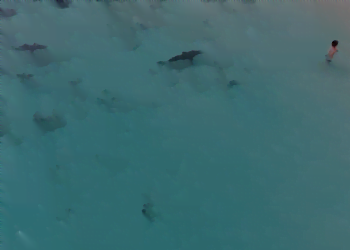 bambino_squali_video