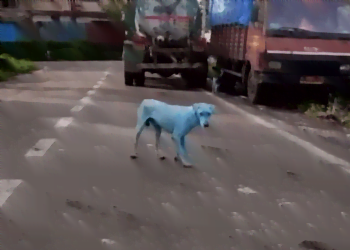 cane_blu_india_youtube