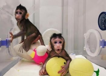 clonazione_macaco_lapresse_2018
