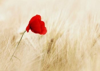 Divieto piantagioni papavero e droga sintetica