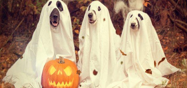 halloween_cani_pixabay