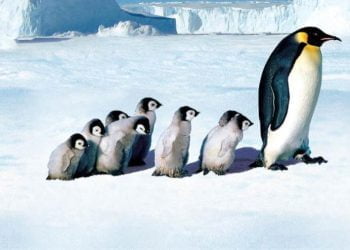 la_marcia_dei_pinguini_film