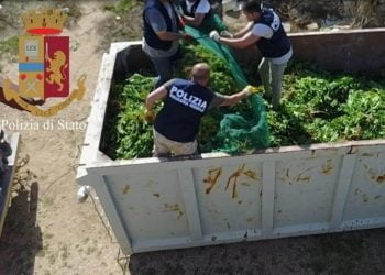 marijuana_polizia_2018