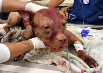 pitbull_torturato_web