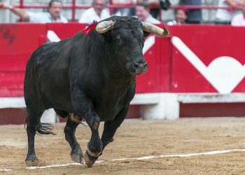 toro-corrida_pixabay