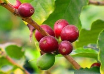 Brera_Coffeaarabica_r439