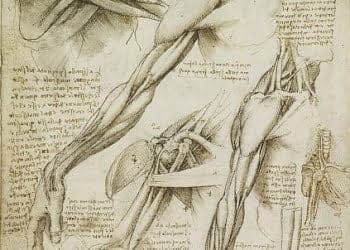 Losa_55_0_439x302_ok