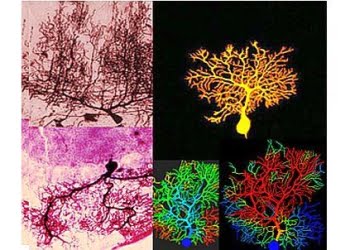 Losa_63_00_apertura_439x302_ok