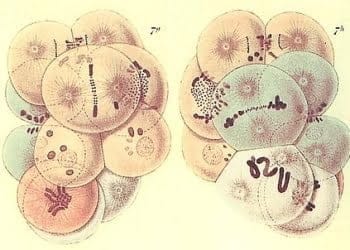 Speciani_59_00_apertura-genetica_439x302_ok