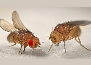 Speciani_60_00_genetica-apertura_439x302_ok