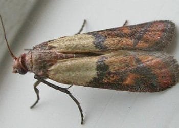 farfalla_plodiainterpunctellaR439