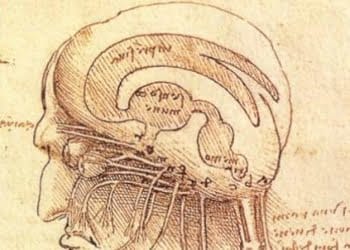 leonardodavinci_cervelloR439