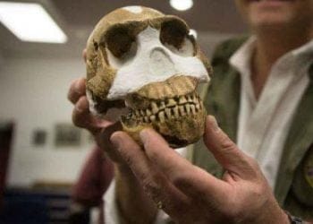 ominide_homonaledi_cranioR439
