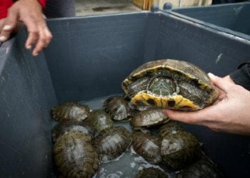 infophoto_animali_tartarughe_R439