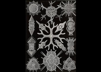 Bavestrello_34_00_apertura_439x302_ok