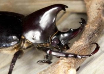 Coleottero_Cervo_VolanteR400