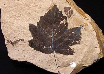 Musso_00_fossile_439x302_ok