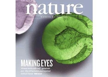 Pessina_apertura_staminali_439x302_ok