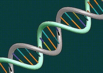 Pessina_staminali_439x302_ok