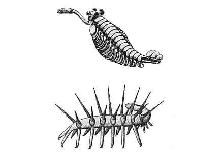 Soave_34_00_apertura_439x302_ok