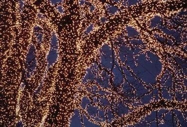 alberoluciR375_14dic09