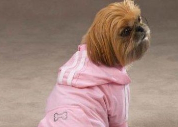 caneinpigiamaR375_27ott08