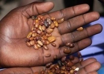 cibo_manoR375x255_22ago08