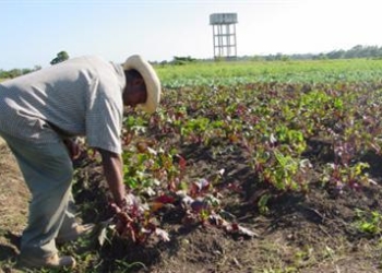 cooperante_haiti_R375