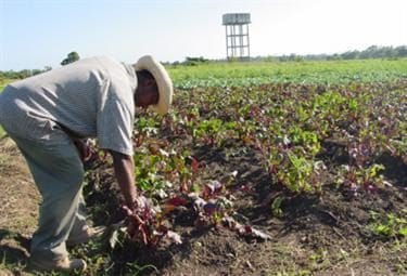 cooperante_haiti_R375