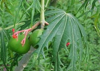 jatrophaR375_10nov08