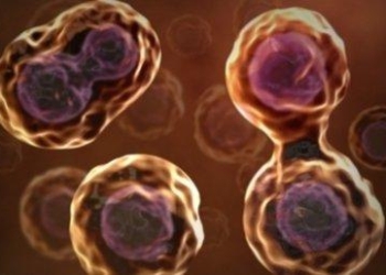 mesenchimaliR375_26ott09