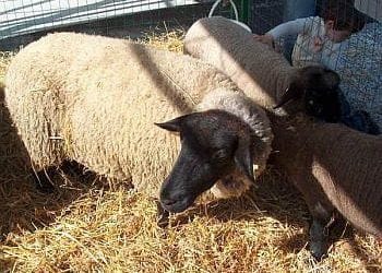 nobile_02_animali_ok