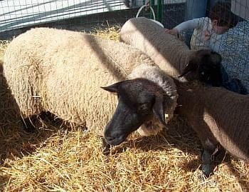 nobile_02_animali_ok