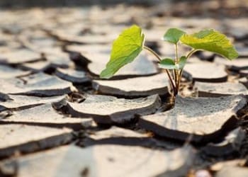 piantina_siccitaR375