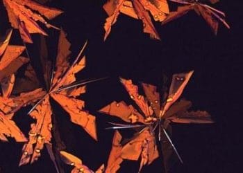 rubrene_strutturaR400