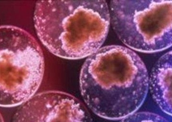 stamcellR375_21feb10