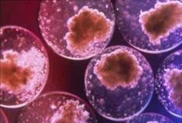 stamcellR375_21feb10