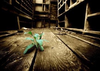 vitamisteroR375_26mag09