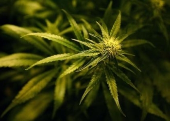 Cannabis_Pianta_R439